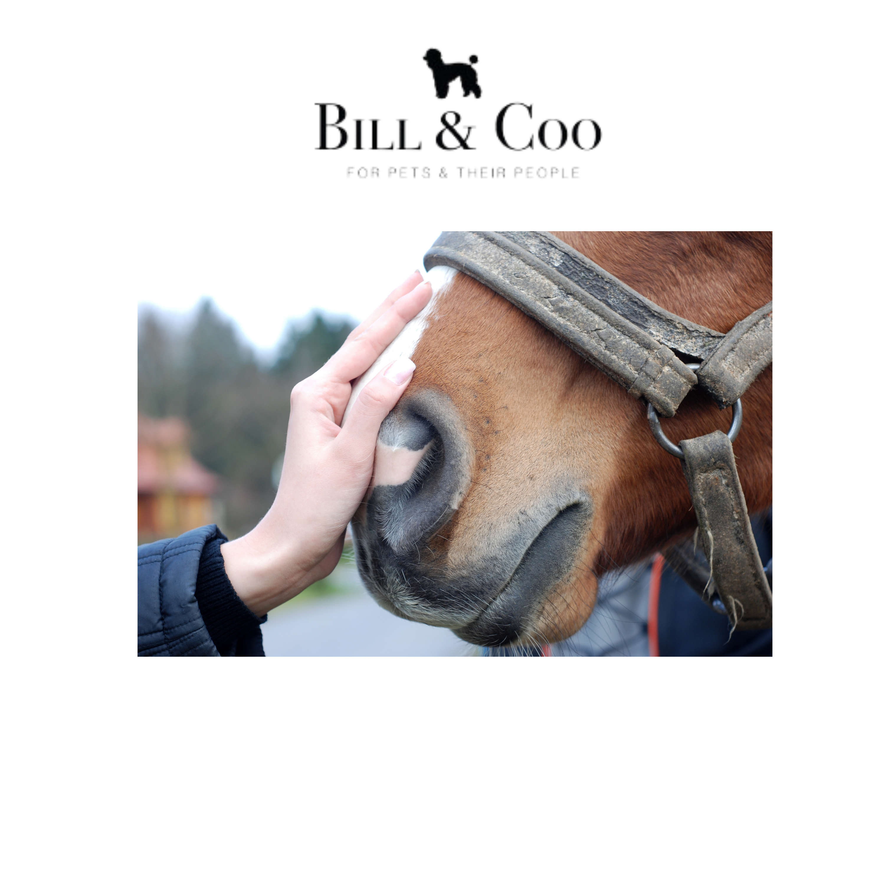 BILL & COO Pure Clean Pet